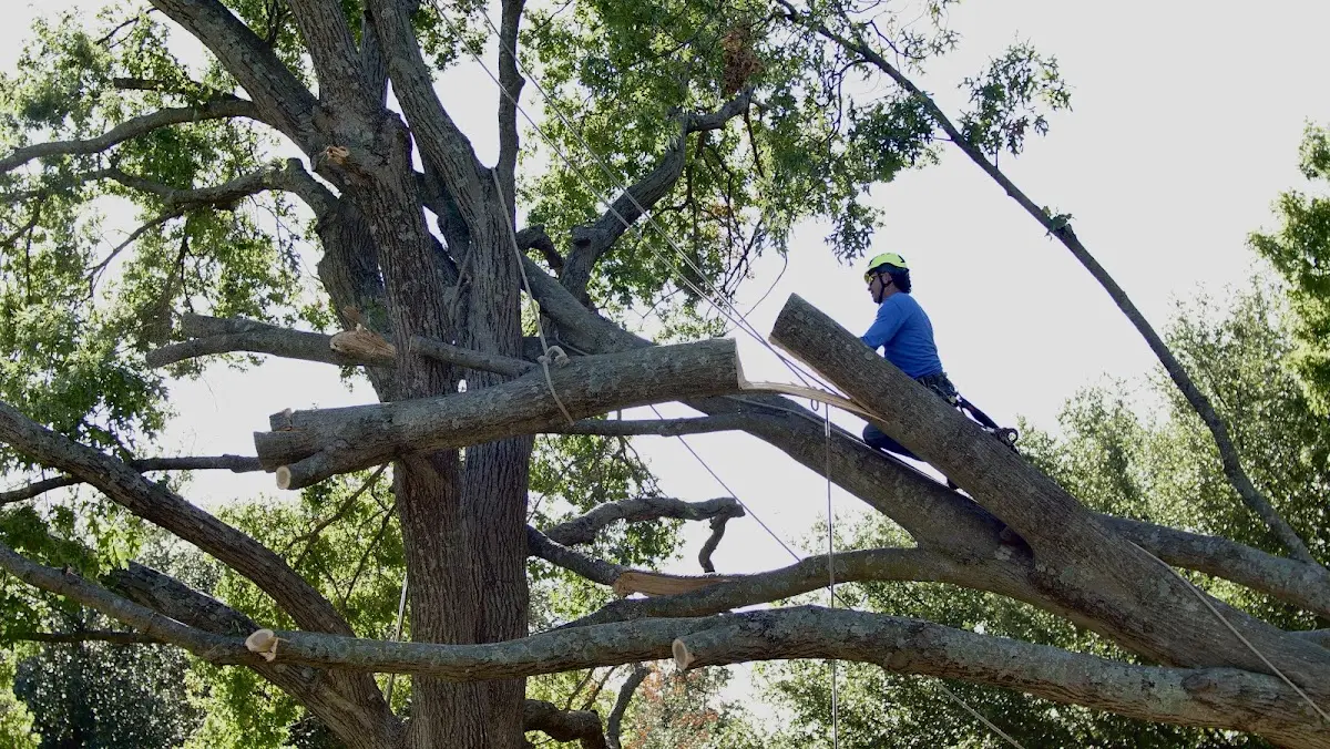 Professional Crown Thinning performed by certified arborists in Ochopee